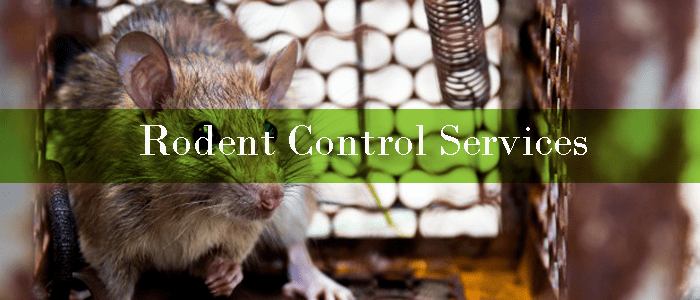 Rodent Control Service