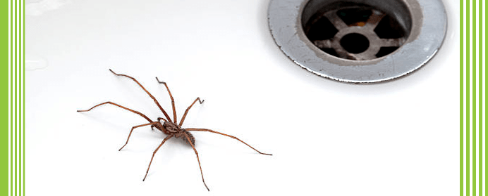 Spider Control Services